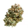 Сорт насіння канабісу CBD Compassion Feminised Silver